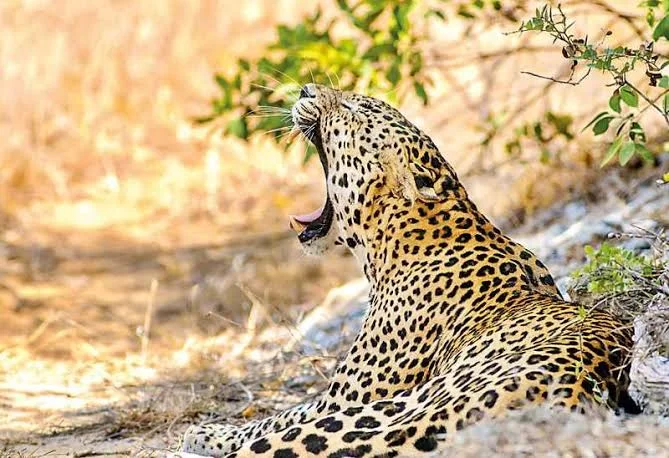 Wilpattu Leopard & Wilderness Safari