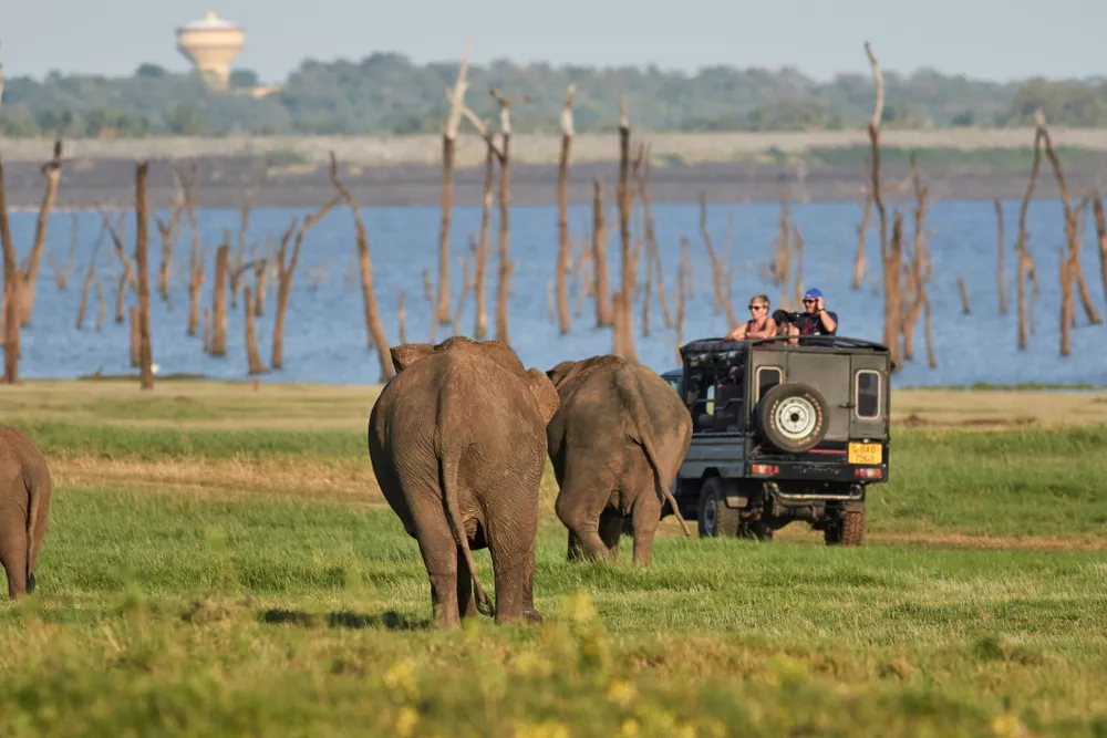 Kaudulla Safari Excursion
