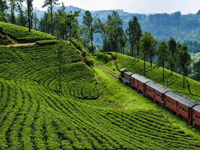 Emerald Ceylon Tea Plantations, Nuwara Eliya