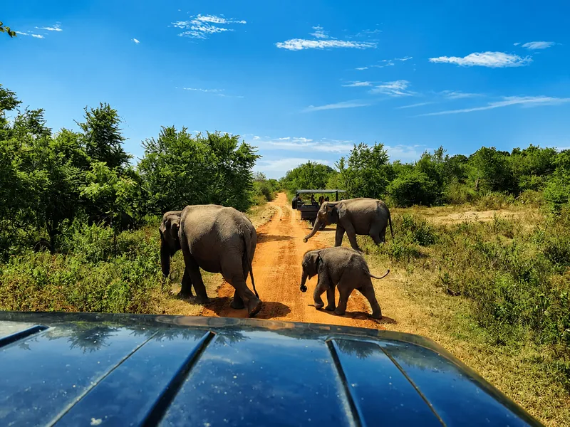Wild Elephants of Udawalawe Sanctuary