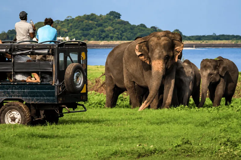 Yala National Park Leopard Safari